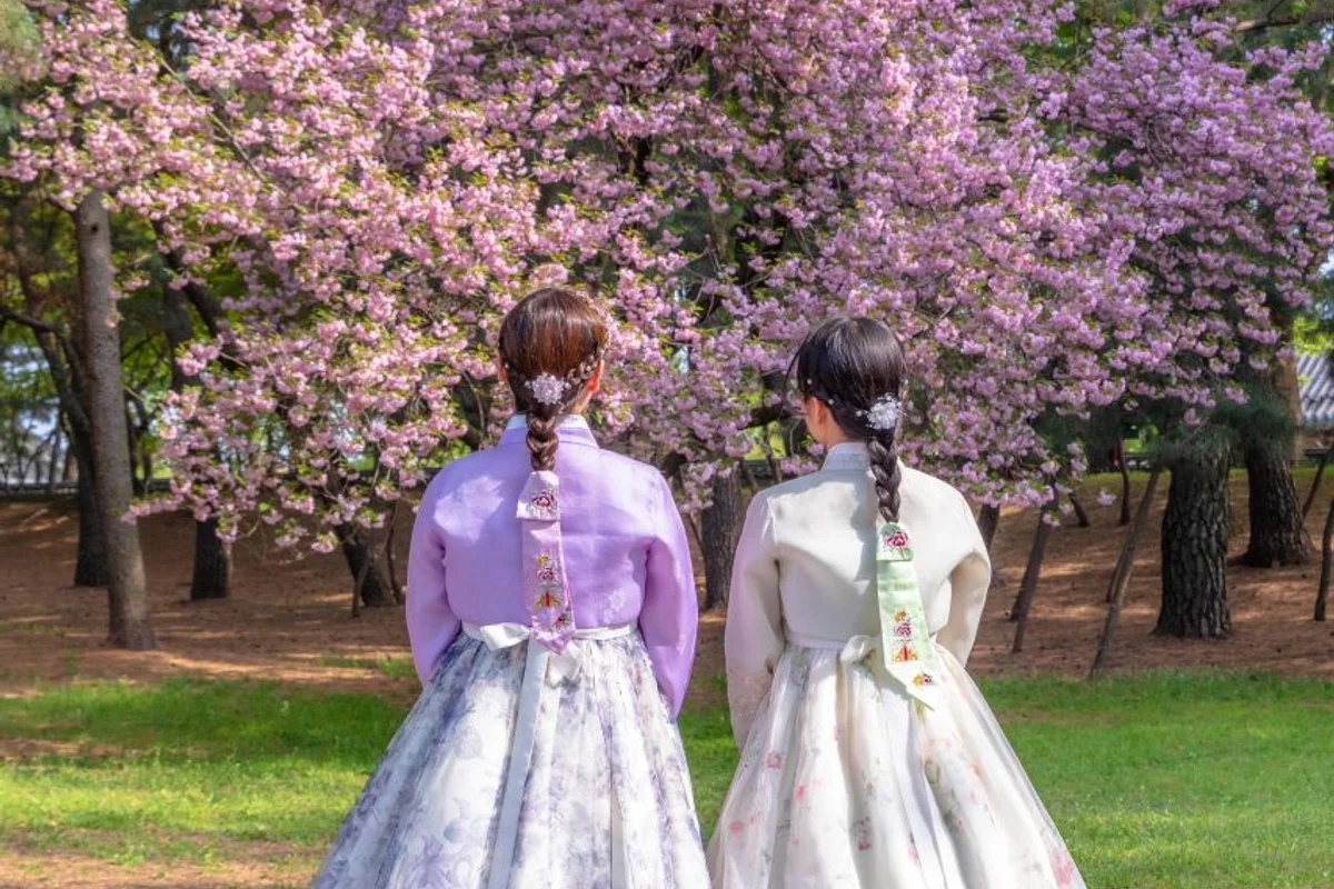 2026 경주 봄 벚꽃 완벽 가이드 — 개화 시기부터 추천 명소까지