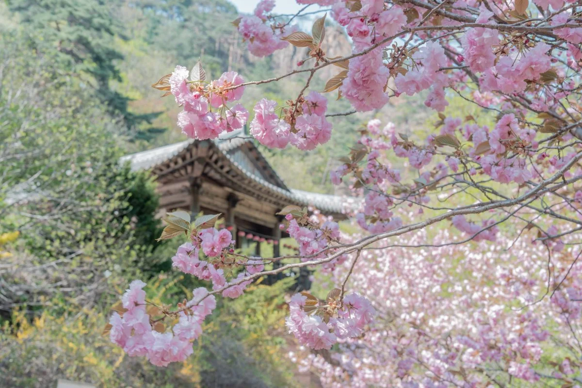 설악산 벚꽃 명소 (출처 : 한국관광공사)