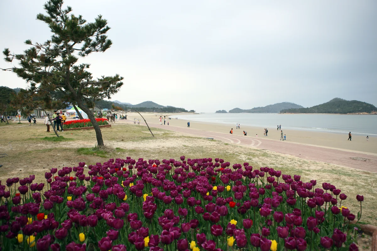삼성에버랜드튤립축제 - 에버랜드 여행