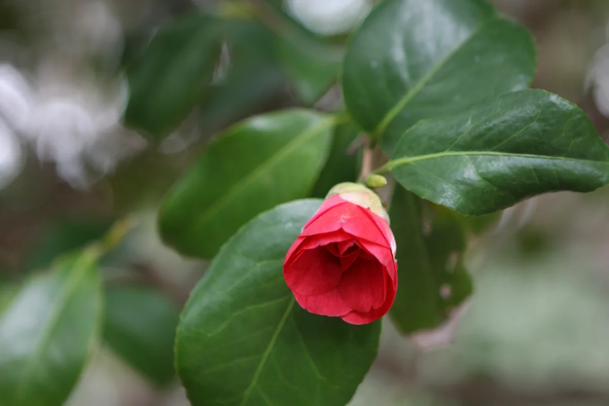 오동도 - 4월 여수 여행