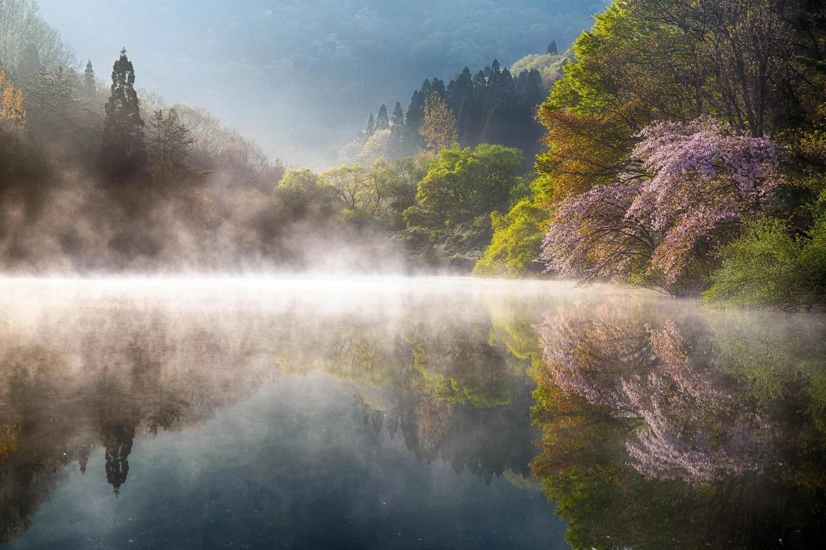 화순 세량지 - 광주벚꽃 여행