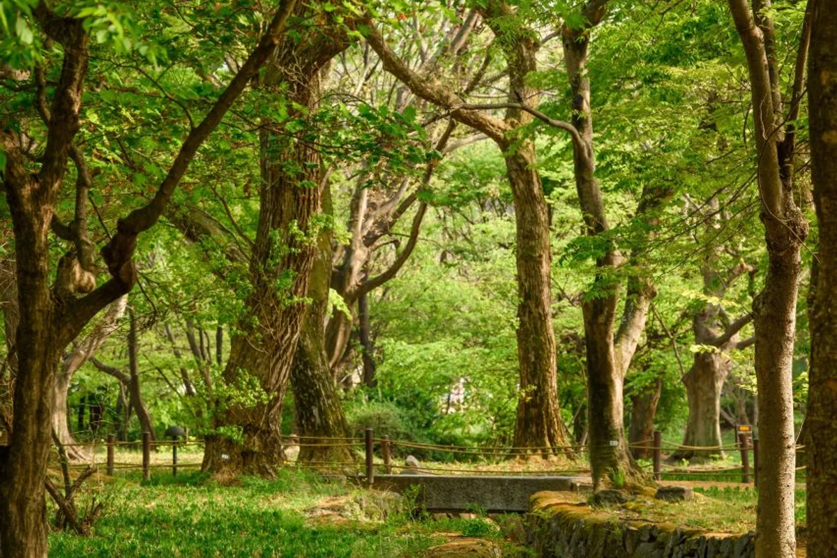 4월 대전 벚꽃 축제 2026년, 놓치지 말아야 할 명소 5곳