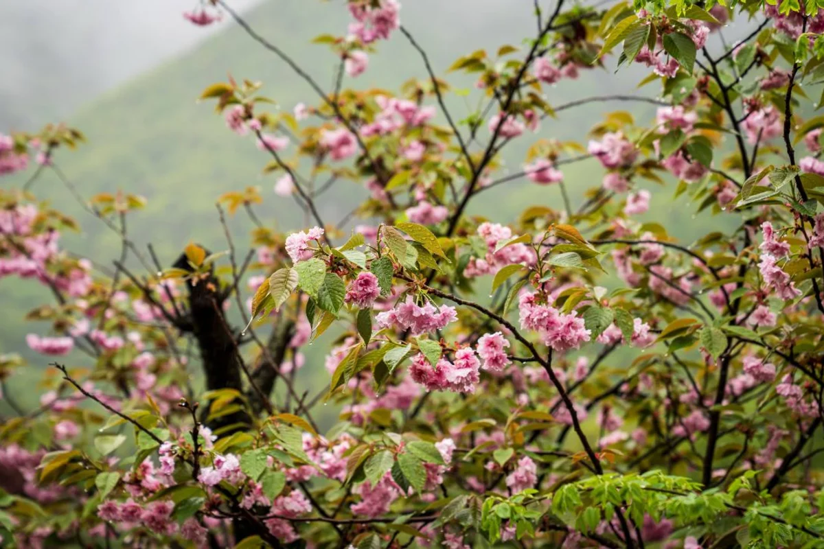 완주 벚꽃 (출처 : 한국관광공사)