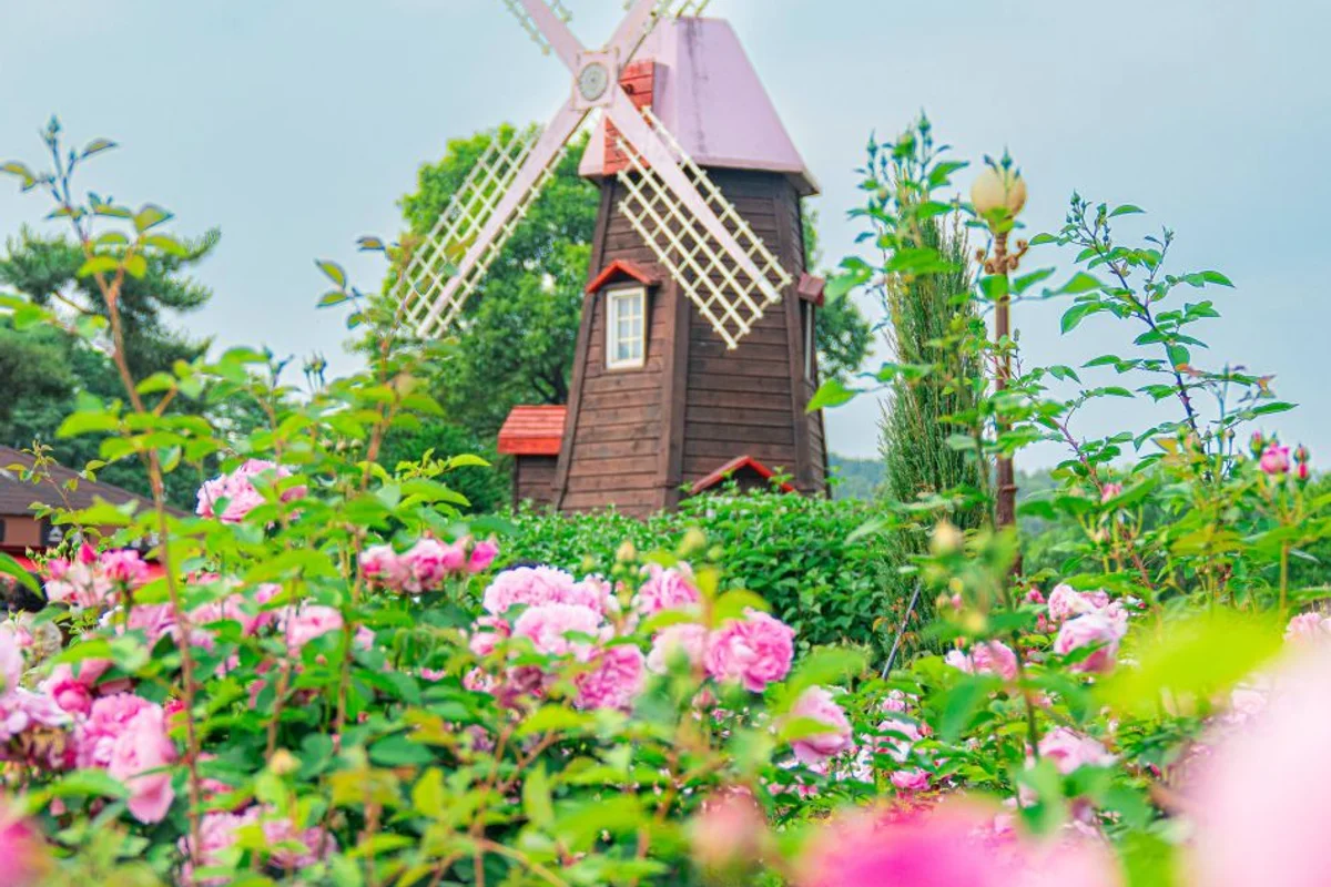 장미원 - 에버랜드 여행