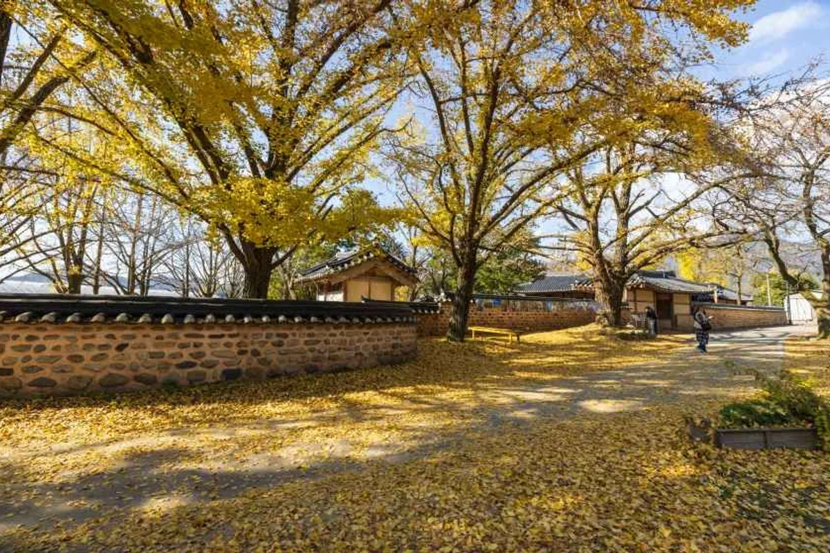 보령무궁화수목원 - 보령여행 여행