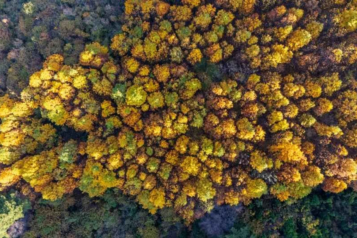 보령시 벚꽃 명소 2026년 봄 추천 5곳, 인생샷 명소 총정리